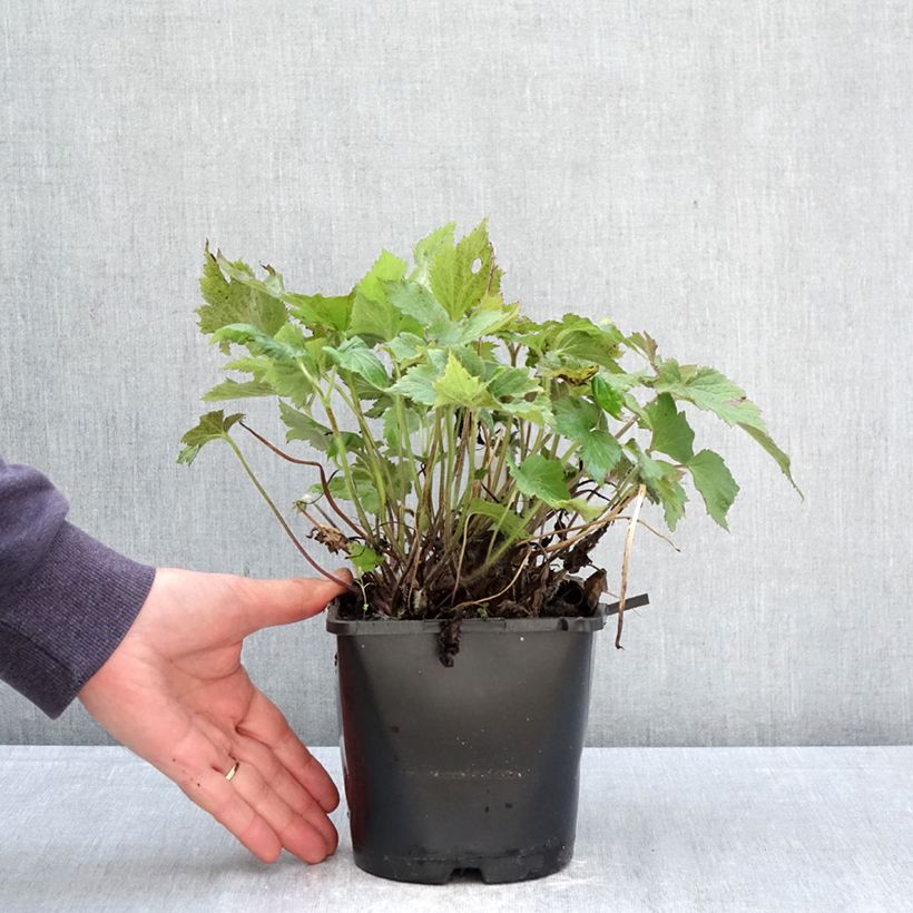 Exemplar von Anemone (x) hupehensis var. japonica Royal Blush - Japan-Herbst-Anemone Topf mit 1,5L/2L wie im Frühjahr geliefert