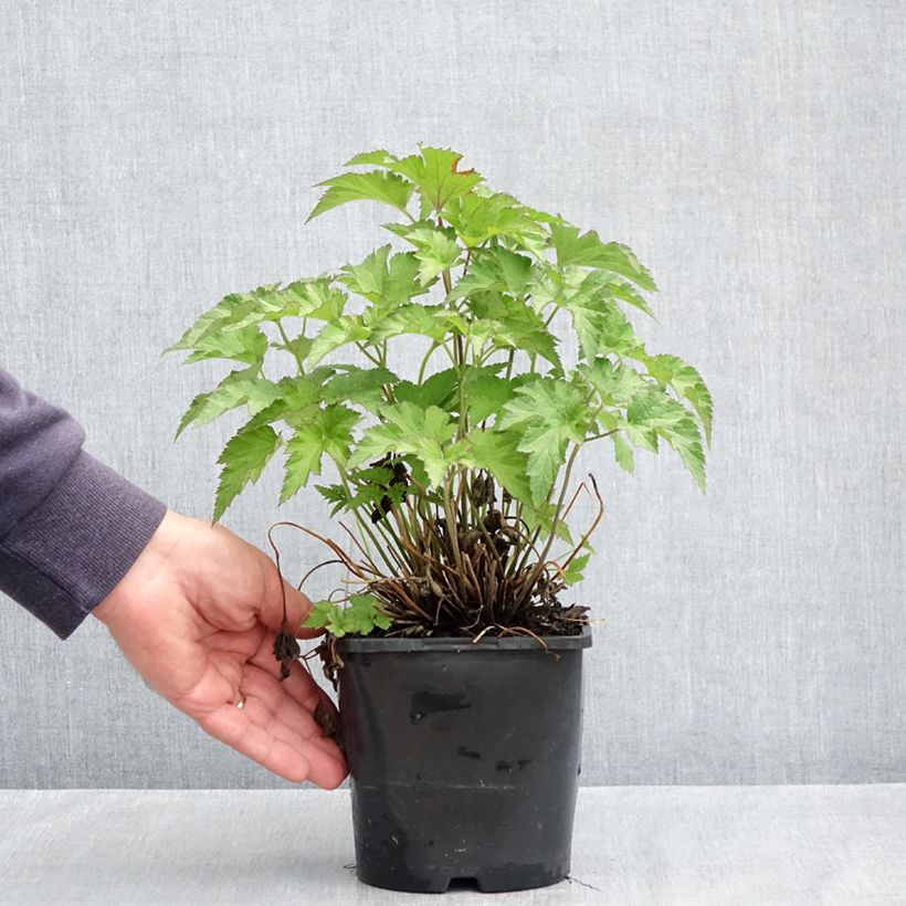 Exemplar von Anemone (x) hybrida Royal Pink - Japan-Herbst-Anemone Topf mit 1,5L/2L wie im Frühjahr geliefert