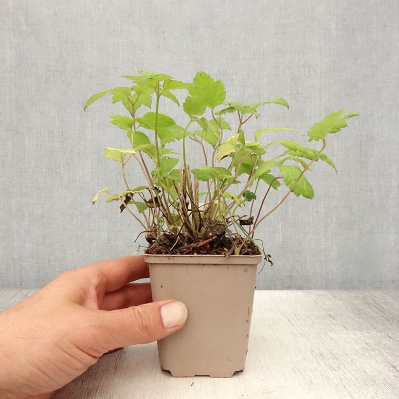 Exemplar von Anemone hupehensis var.japonica Snow Angels - Chinesische Herbst-Anemone Kleine Töpfe von 8/9 cm wie im Sommer geliefert