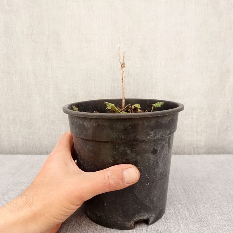 Exemplar von Anemone Andrea Atkinson - Japan-Herbst-Anemone Topf mit 2L/3L wie im Frühjahr geliefert