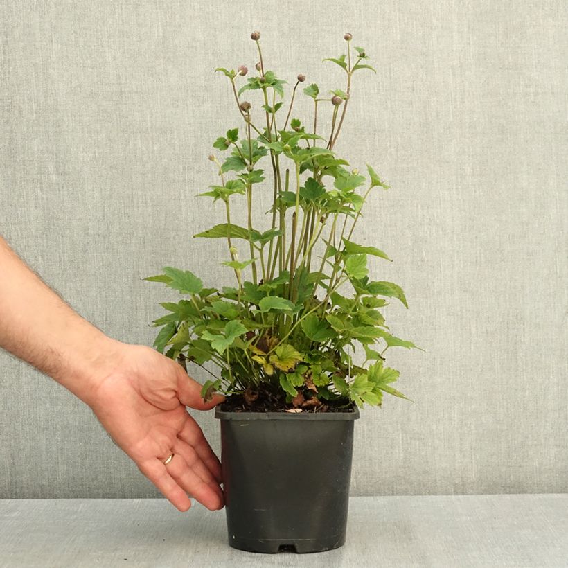 Exemplar von Anemone Margarete - Japan-Herbst-Anemone Topf mit 2L/3L wie im Sommer geliefert