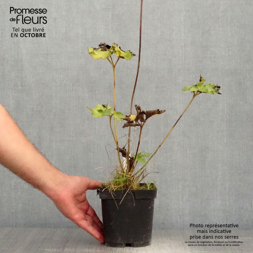 Exemplar von Anemone Königin Charlotte - Japan-Herbst-Anemone Topf mit 2L/3L wie im Herbst geliefert