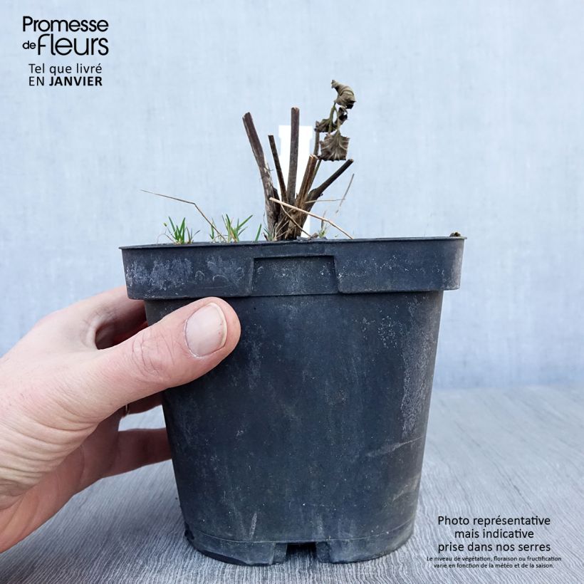 Exemplar von Anemone Königin Charlotte - Japan-Herbst-Anemone Topf mit 2L/3L wie im Winter geliefert