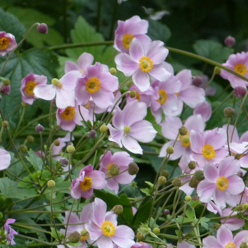 Anemone hupehensis September Charm - Chinesische Herbst-Anemone (Hafen)