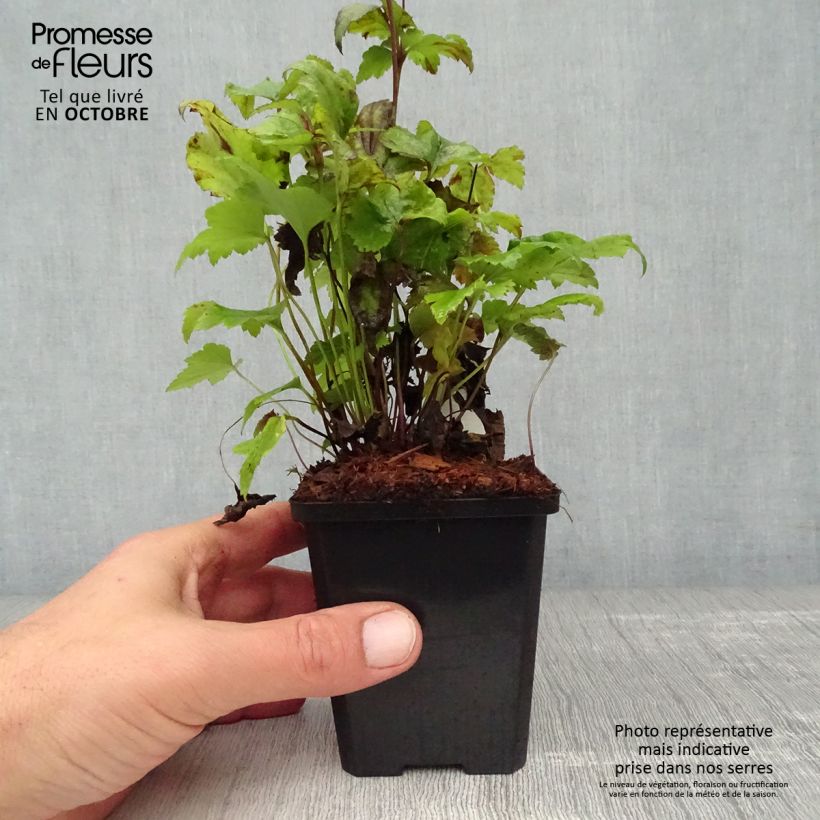 Exemplar von Anemone hupehensis Splendens - Chinesische Herbst-Anemone Kleine Töpfe von 8/9 cm wie im Herbst geliefert