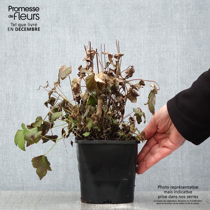 Exemplar von Anemone hupehensis Splendens - Chinesische Herbst-Anemone Topf mit 2L/3L wie im Herbst geliefert