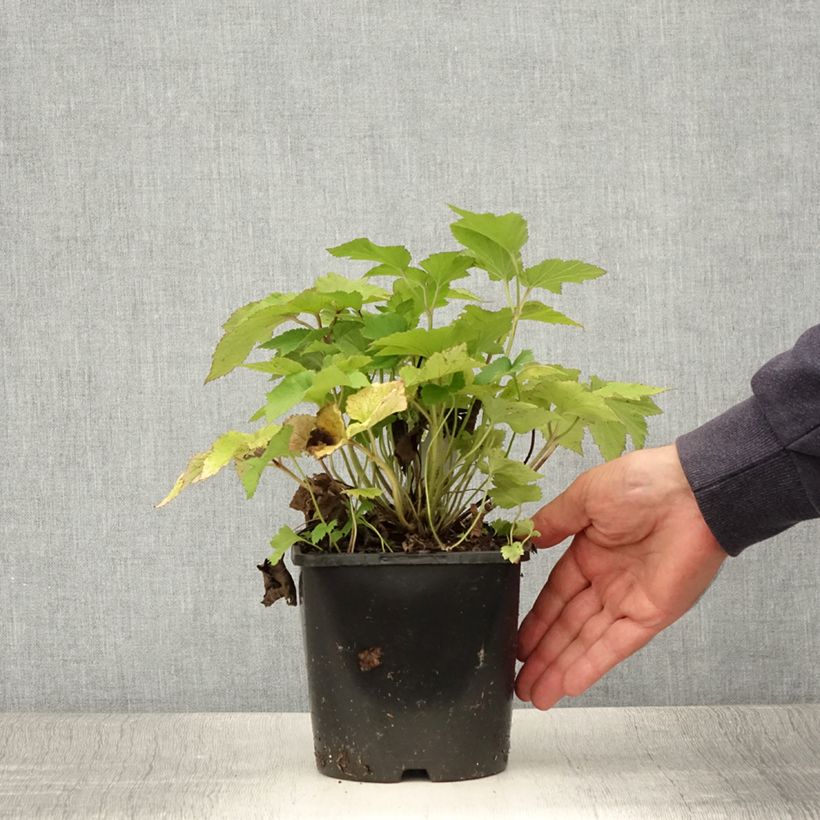 Exemplar von Anemone hupehensis Splendens - Chinesische Herbst-Anemone Topf mit 2L/3L wie im Sommer geliefert