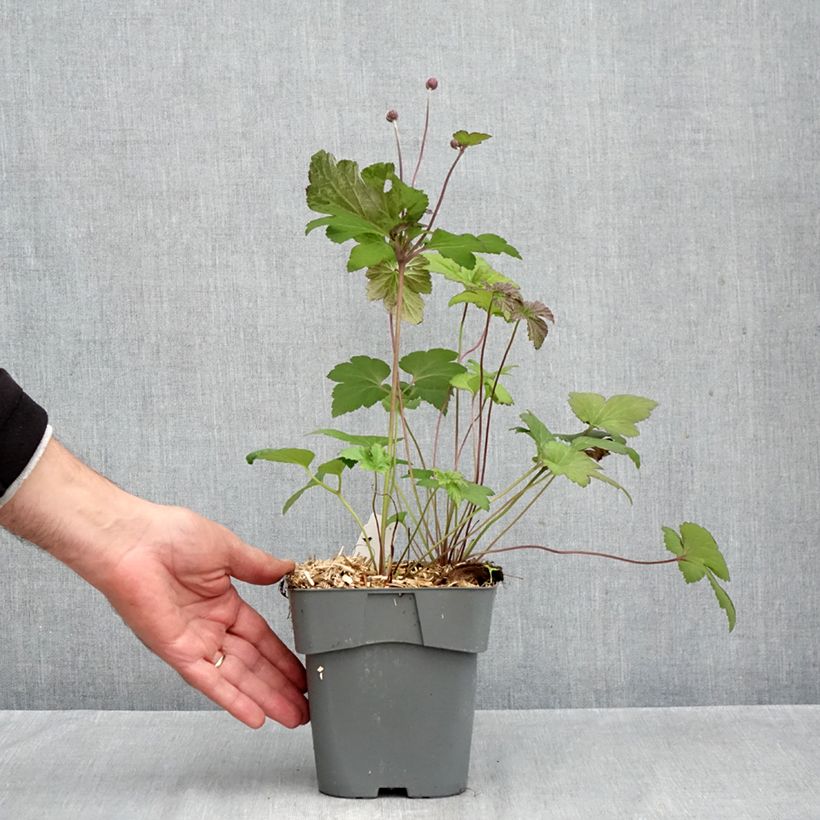 Exemplar von Anemone Serenade - Japan-Herbst-Anemone Topf mit 2L/3L wie im Herbst geliefert