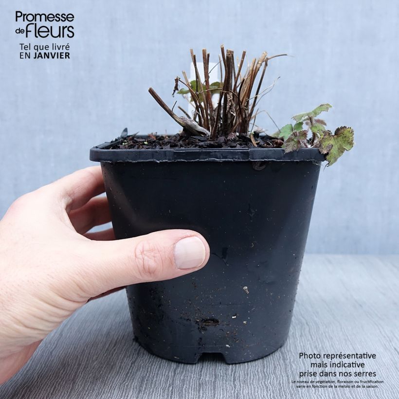 Exemplar von Anemone Serenade - Japan-Herbst-Anemone Topf mit 2L/3L wie im Winter geliefert