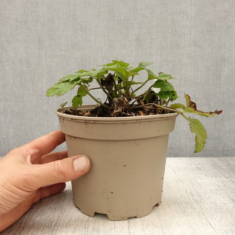 Exemplar von Anemone Whirlwind - Japan-Herbst-Anemone Topf mit 1,5L/2L wie im Frühjahr geliefert