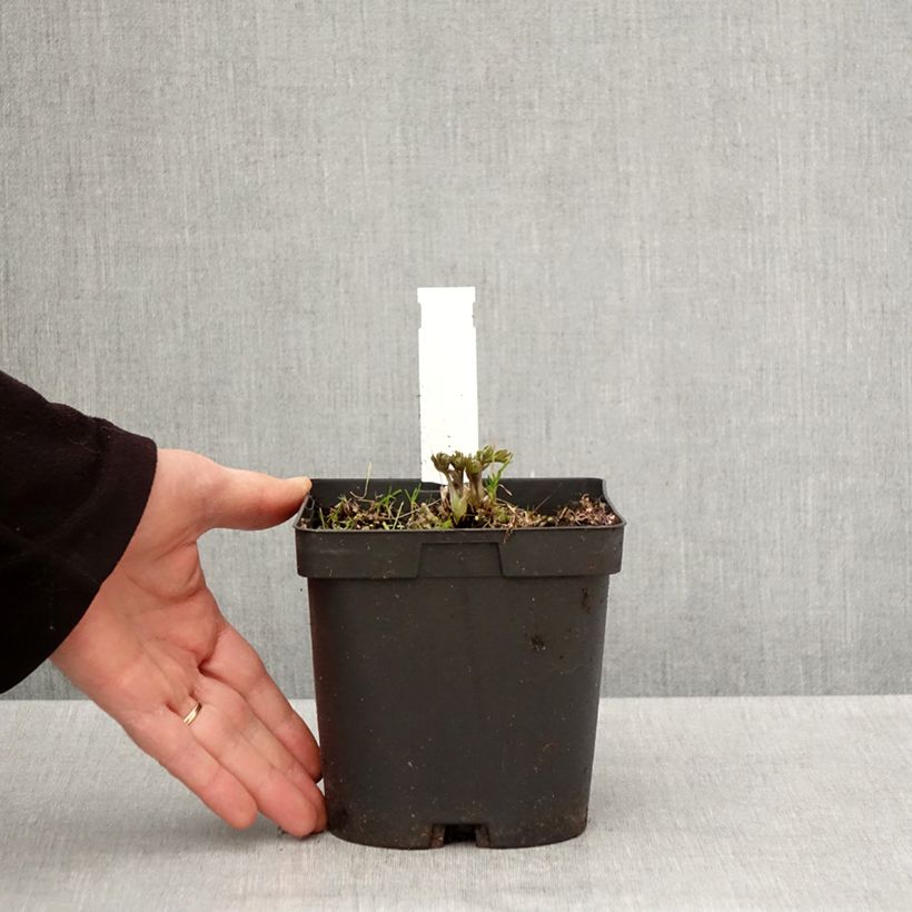 Exemplar von Anemone multifida Rubra - Frühsommer-Windröschen Topf mit 2L/3L wie im Frühjahr geliefert