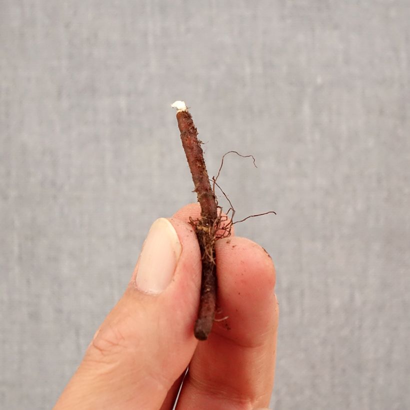 Exemplar von Anemone nemorosa - Busch-Windröschen Zwiebel Kaliber/Größe I wie im Herbst geliefert