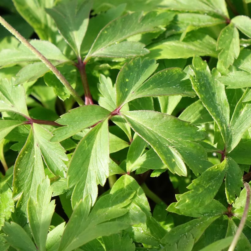 Anemone nemorosa Blue Eyes - Busch-Windröschen (Laub)