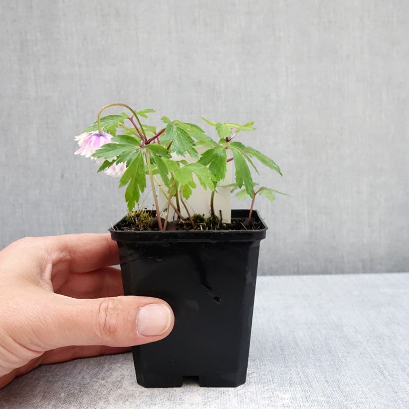 Exemplar von Anemone nemorosa Blue Eyes - Busch-Windröschen Kleine Töpfe von 8/9 cm Kaliber/Größe I wie im Frühjahr geliefert