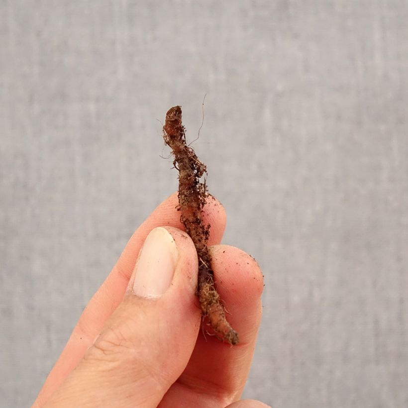 Exemplar von Anemone nemorosa Green Fingers - Busch-Windröschen Zwiebel Kaliber/Größe I wie im Herbst geliefert