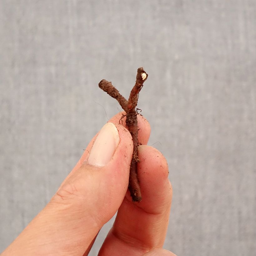 Exemplar von Anemone nemorosa Lychette - Busch-Windröschen Zwiebel Kaliber/Größe I wie im Herbst geliefert