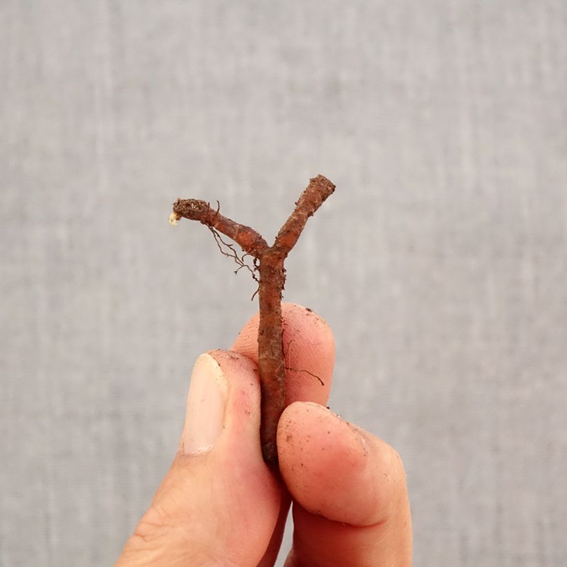 Exemplar von Anemone nemorosa Marie-Rose - Busch-Windröschen Zwiebel Kaliber/Größe I wie im Herbst geliefert