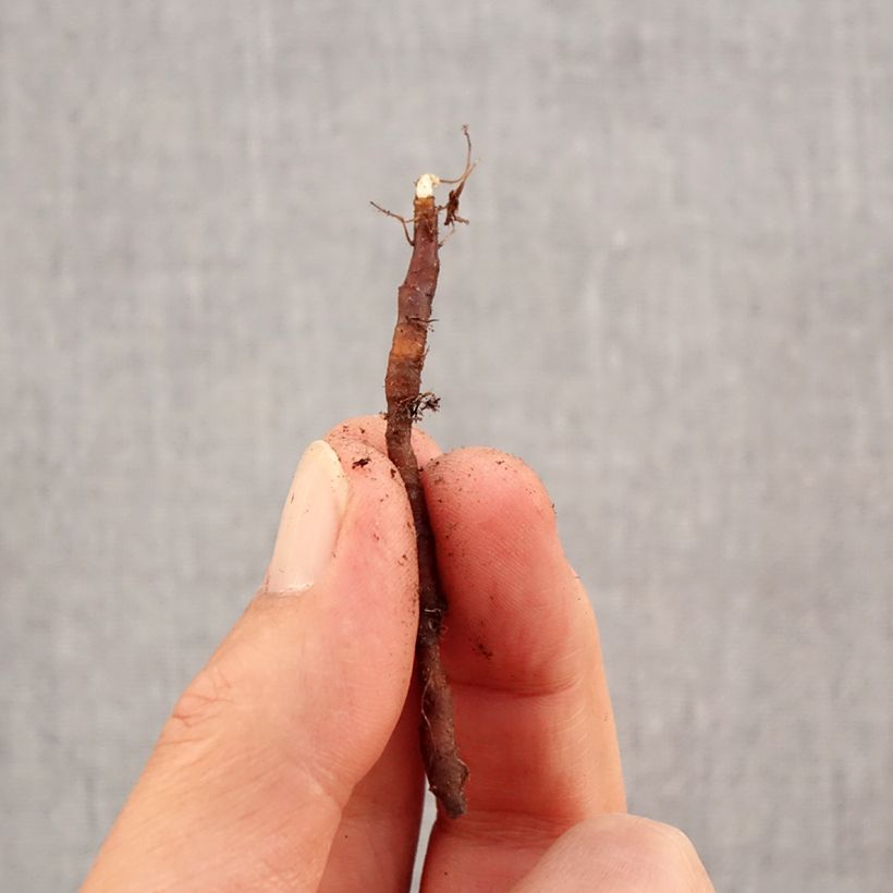 Exemplar von Anemone nemorosa Vestal - Busch-Windröschen Zwiebel Kaliber/Größe I wie im Herbst geliefert