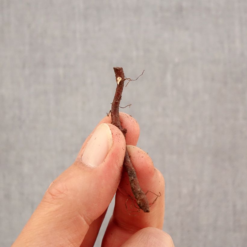 Exemplar von Anemone nemorosa Virescens - Busch-Windröschen Zwiebel Kaliber/Größe I wie im Herbst geliefert