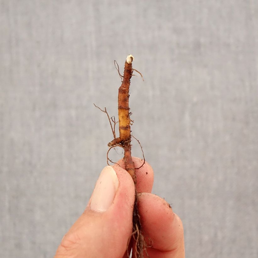 Exemplar von Anemone ranunculoides - Gelbes Windröschen Zwiebel Kaliber/Größe I wie im Herbst geliefert