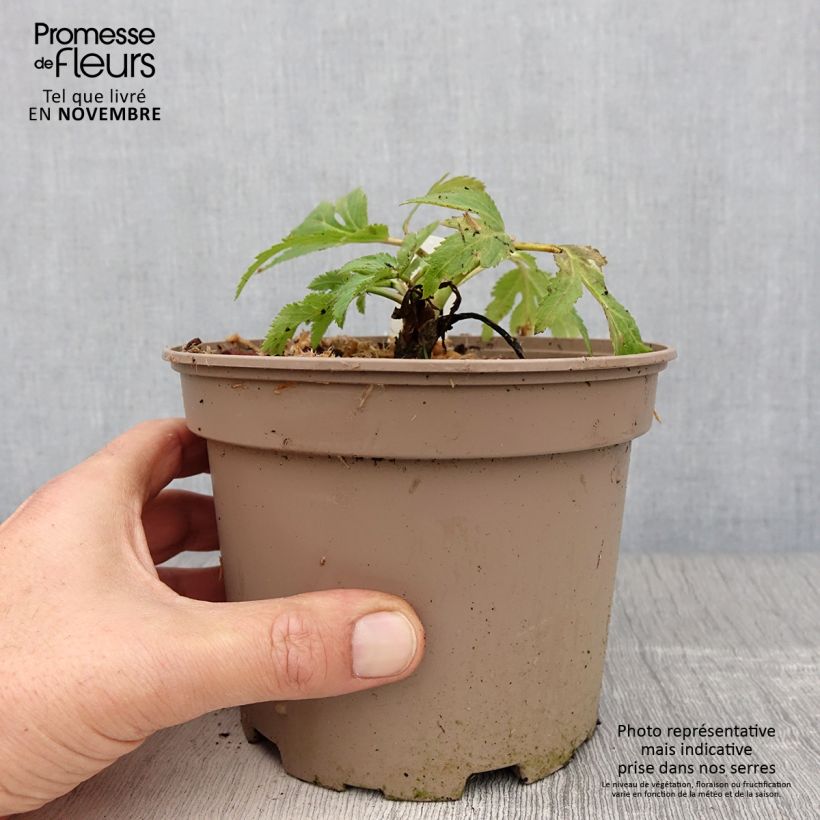 Exemplar von Angelica gigas - koreanische Engelwurz Topf mit 2L/3L wie im Herbst geliefert