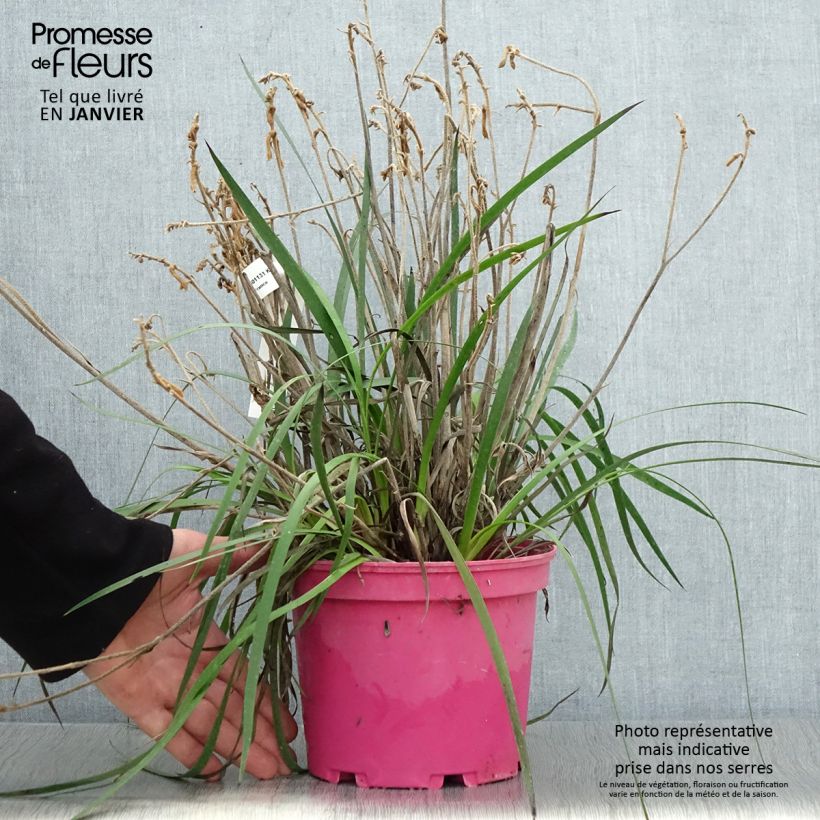 Exemplar von Anigozanthos flavidus Bush Pearl - Känguruhblume Topf mit 2L/3L wie im Winter geliefert