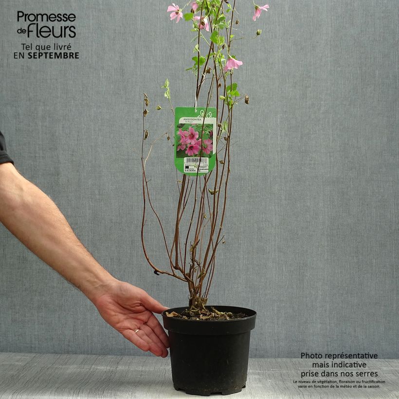 Exemplar von Anisodontea capensis El Rayo - Anisodontea Topf mit 1,5L/2L wie im Herbst geliefert