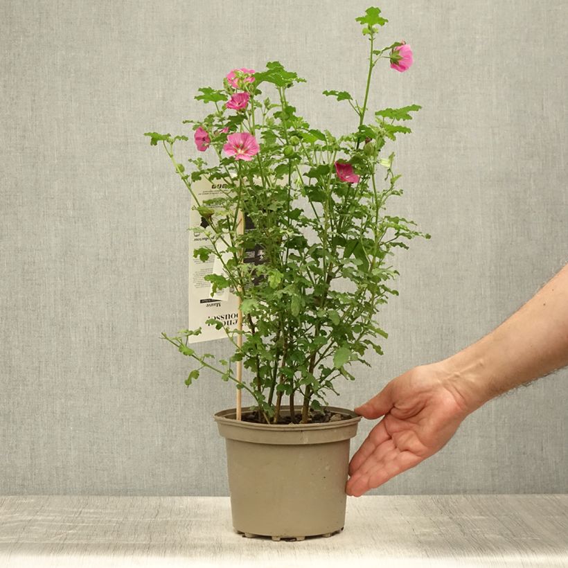 Exemplar von Anisodontea capensis El Rayo - Anisodontea Topf mit 1,5L/2L wie im Sommer geliefert