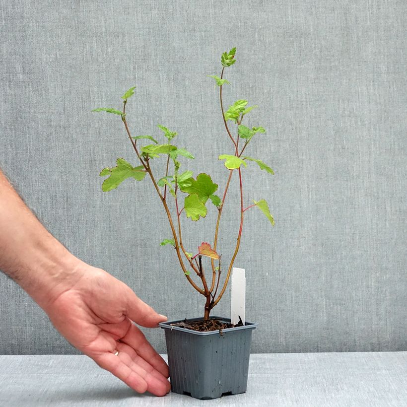 Exemplar von Anisodontea capensis El Rayo - Anisodontea Kleine Töpfe von 8/9 cm wie im Sommer geliefert