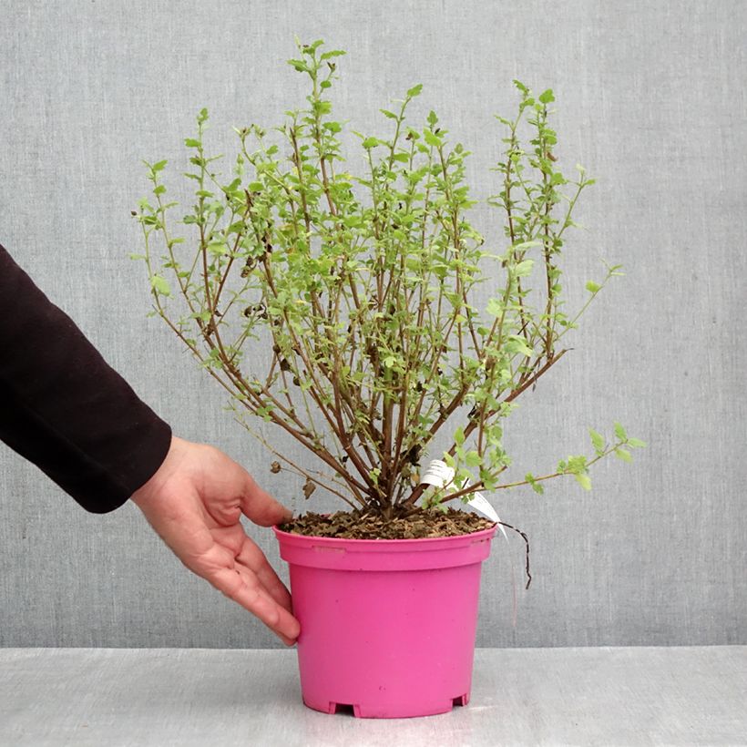 Exemplar von Anisodontea Lady in Pink - Anisodontea Topf mit 3L/4L wie im Herbst geliefert