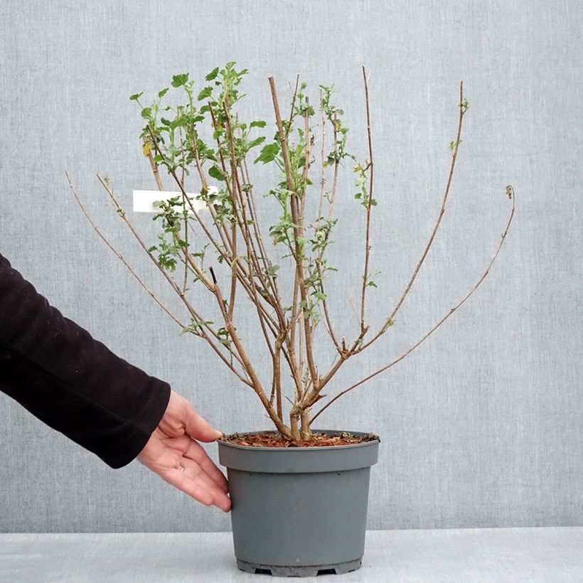 Exemplar von Anisodontea scabrosa Large Red - Anisodontea Topf mit 3L/4L wie im Frühjahr geliefert