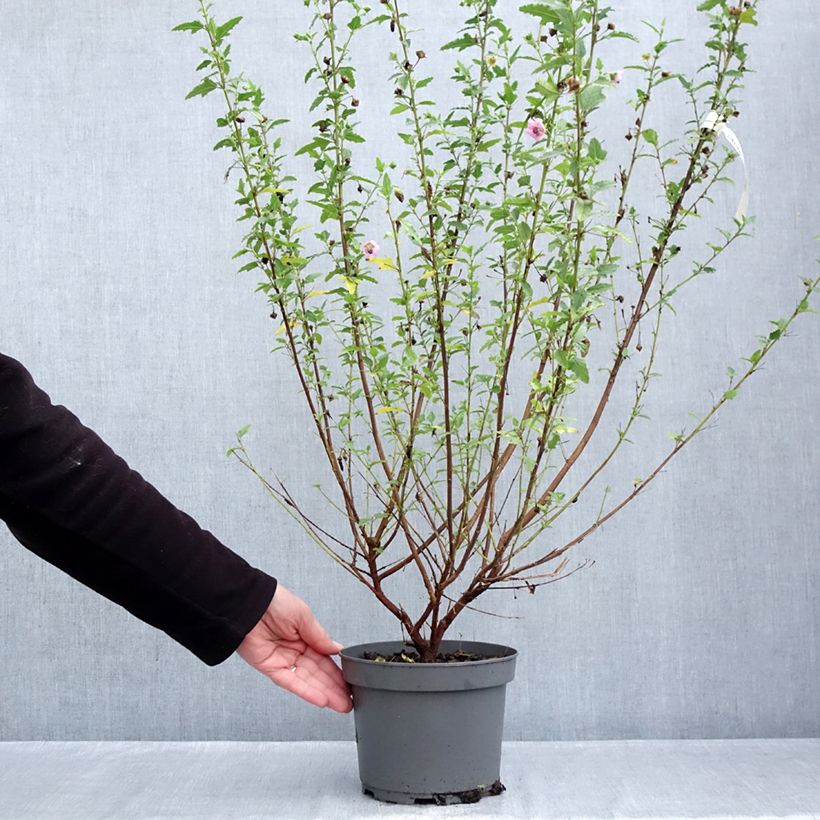 Exemplar von Anisodontea scabrosa Miss Pinky - Anisodontea Topf mit 3L/4L wie im Herbst geliefert