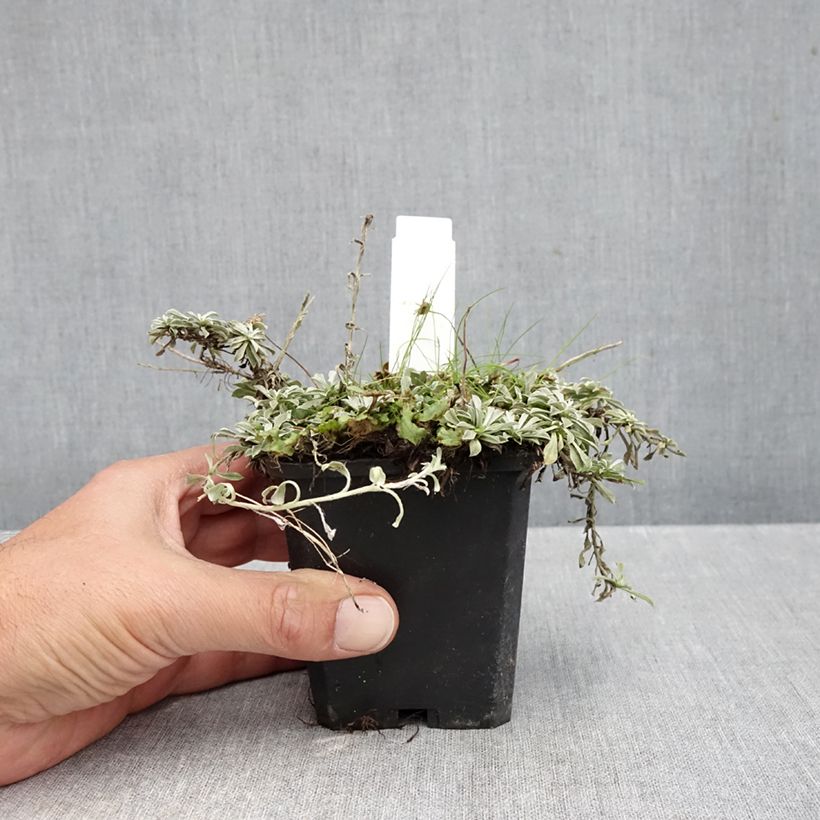 Exemplar von Antennaria dioica var. borealis - Gemeines Katzenpfötchen Kleine Töpfe von 8/9 cm wie im Herbst geliefert