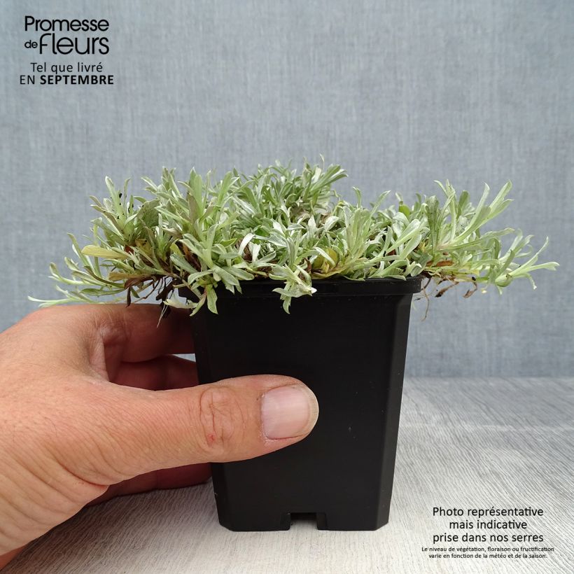 Exemplar von Antennaria dioica Rubra - Gemeines Katzenpfötchen Kleine Töpfe von 8/9 cm wie im Herbst geliefert