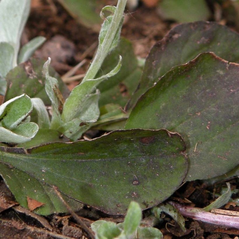 Antennaria plantaginifolia - Wegerichblättriges Katzenpfötchen (Laub)