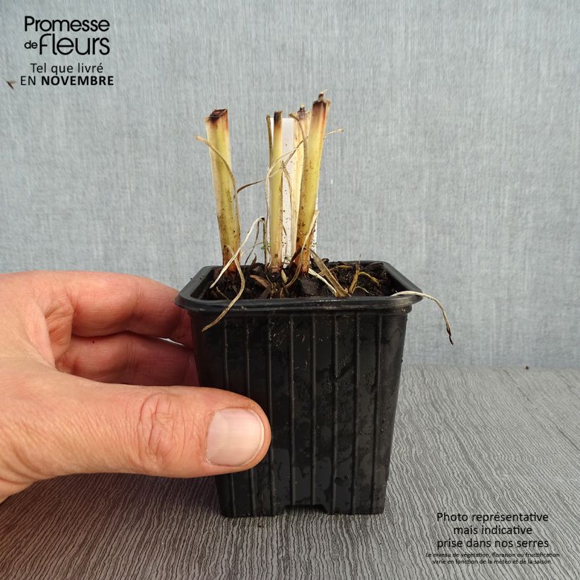 Exemplar von Anthericum saundersiae Starlight - Graslilie Kleine Töpfe von 8/9 cm wie im Herbst geliefert