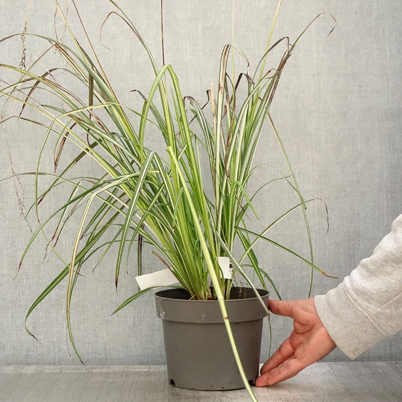 Exemplar von Anthericum saundersiae Starlight - Graslilie Topf mit 1,5L/2L wie im Herbst geliefert