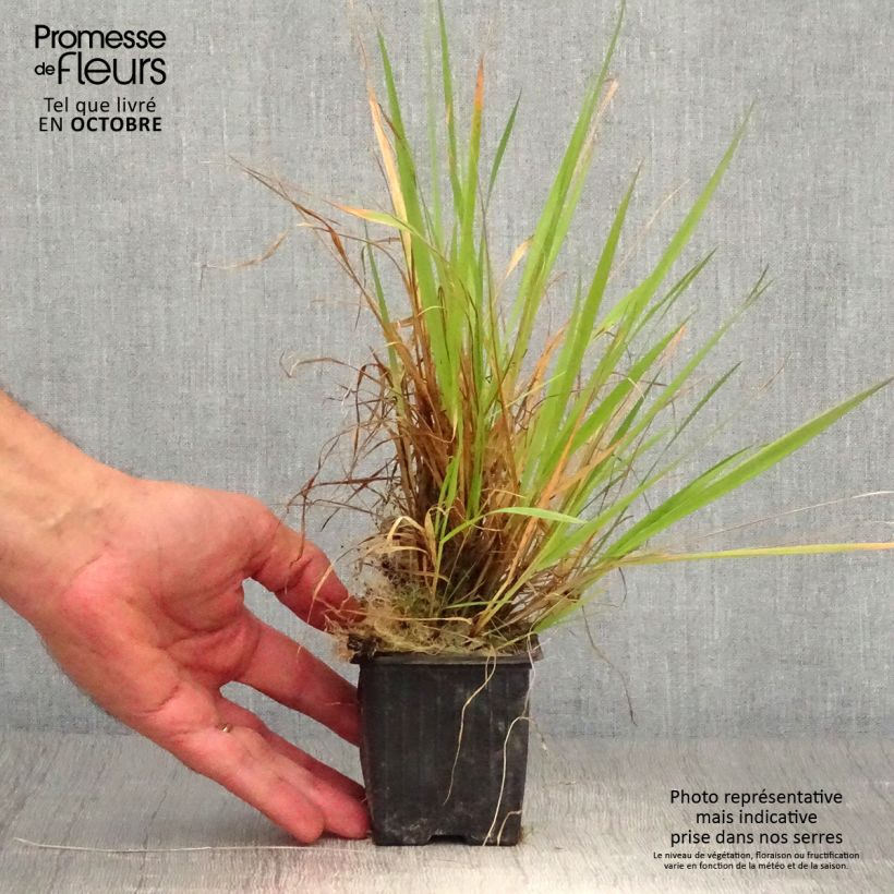 Exemplar von Anthoxanthum odoratum - Gewöhnliches Ruchgras Kleine Töpfe von 8/9 cm wie im Herbst geliefert