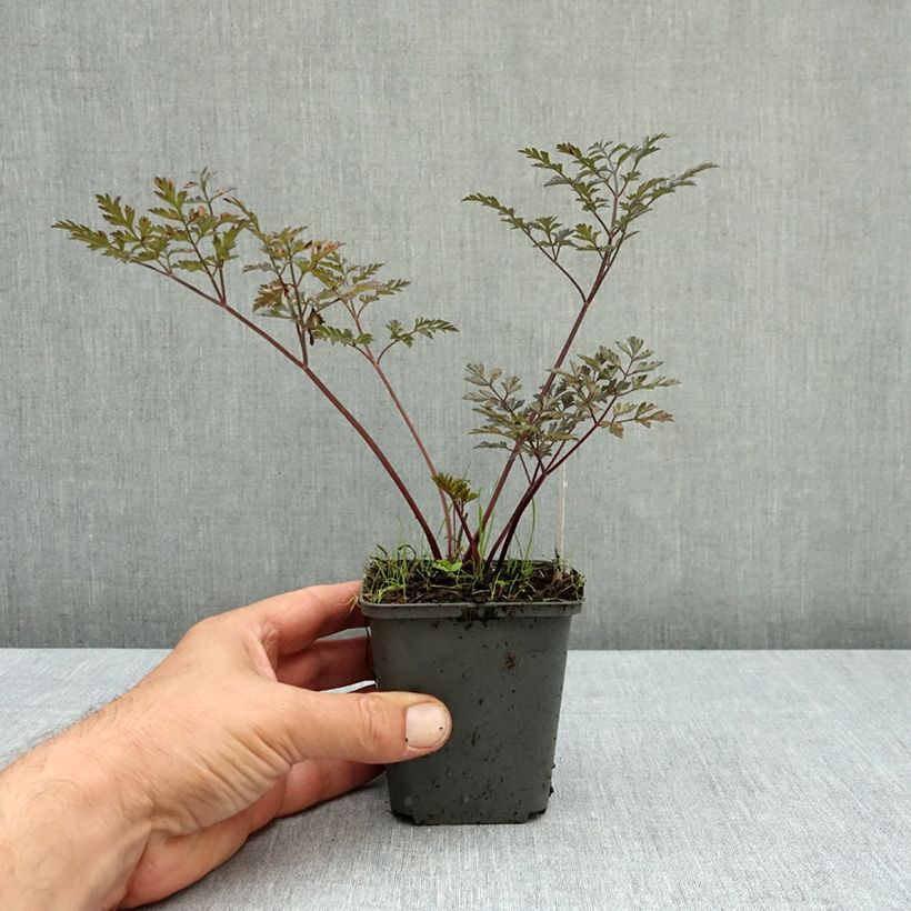 Exemplar von Wiesen-Kerbel Ravenswing - Anthriscus sylvestris Kleine Töpfe von 8/9 cm wie im Herbst geliefert