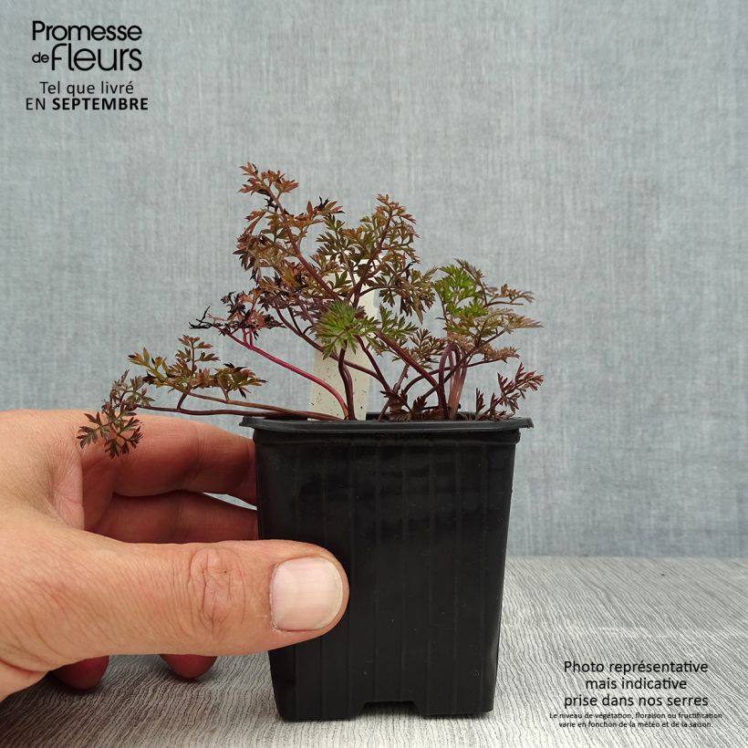Exemplar von Wiesen-Kerbel Ravenswing - Anthriscus sylvestris Kleine Töpfe von 8/9 cm wie im Sommer geliefert