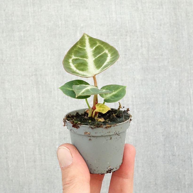 Exemplar von Flamingoblumen - Anthurium Crystal Hope Mini-plante wie im Herbst geliefert