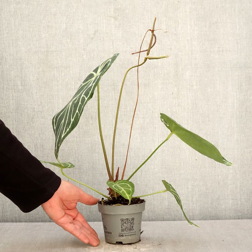 Exemplar von Flamingoblumen - Anthurium magnificum Topf 12 cm / 13 cm wie im Frühjahr geliefert