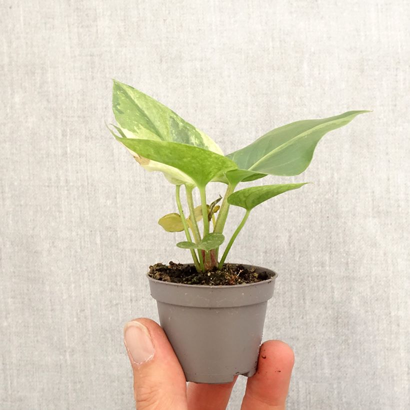 Exemplar von Flamingoblumen - Anthurium Renaissance Variegata Mini-plante wie im Frühjahr geliefert