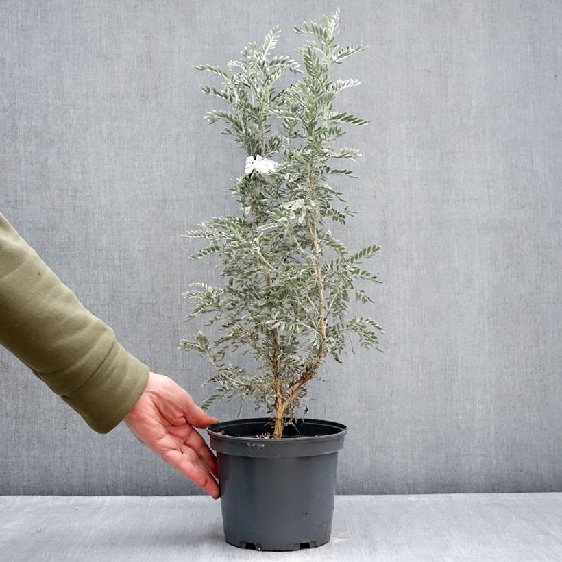 Exemplar von Anthyllis barba-jovis - Jupiterbart Topf mit 4L/5L wie im Winter geliefert