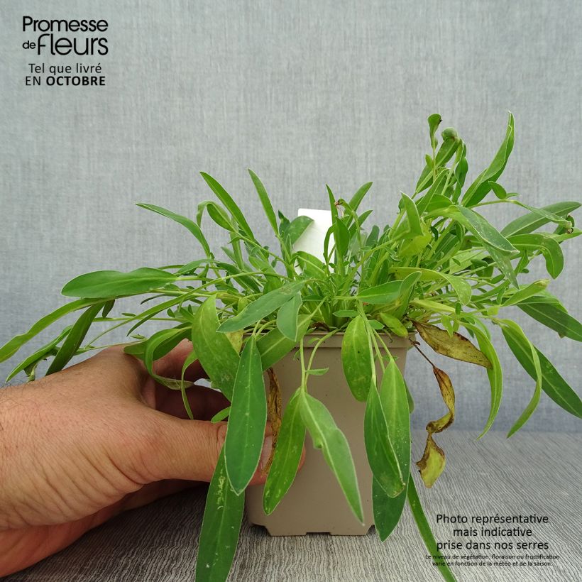 Exemplar von Anthyllis vulneraria - Gewöhnlicher Wundklee Kleine Töpfe von 8/9 cm wie im Herbst geliefert