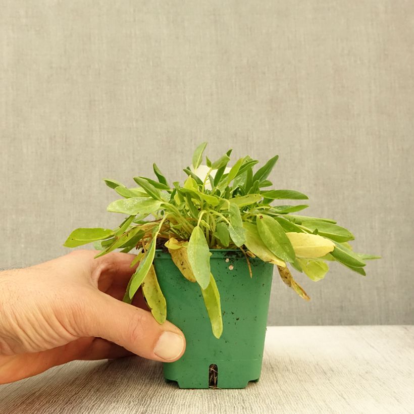 Exemplar von Anthyllis vulneraria var. coccinea - Gewöhnlicher Wundklee Kleine Töpfe von 8/9 cm wie im Herbst geliefert