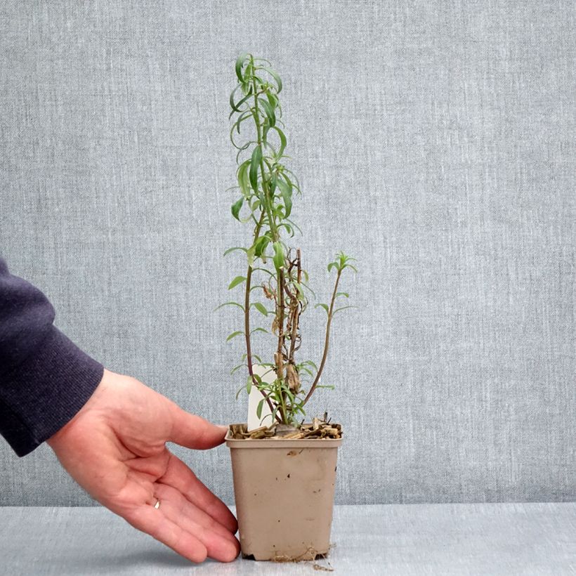 Exemplar von Löwenmäulchen Pretty in Pink - Antirrhinum Kleine Töpfe von 8/9 cm wie im Frühjahr geliefert