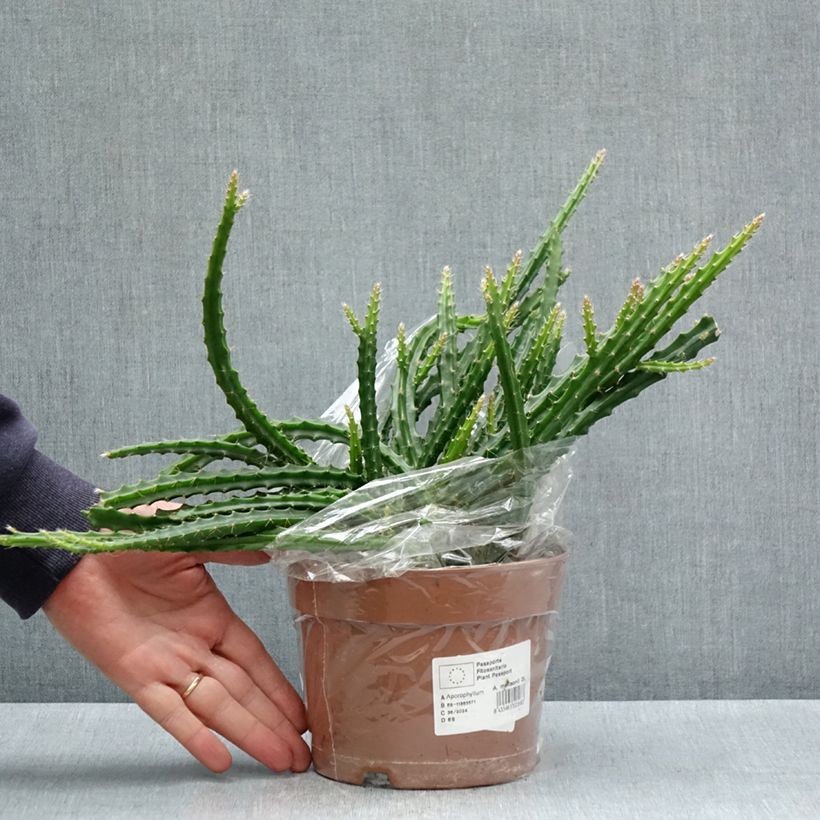 Exemplar von Aporophyllum malisonii Topf mit 2L/3L wie im Frühjahr geliefert