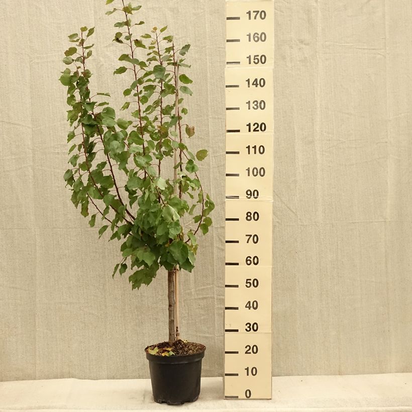Exemplar von Prunus Aprium Cot'n Candy Topf mit 7,5L/10L, Gobelet-Form wie im Herbst geliefert