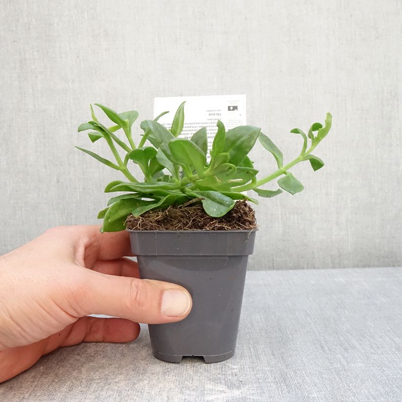 Exemplar von Aptenia cordifolia - Aptenie Kleine Töpfe von 8/9 cm wie im Winter geliefert
